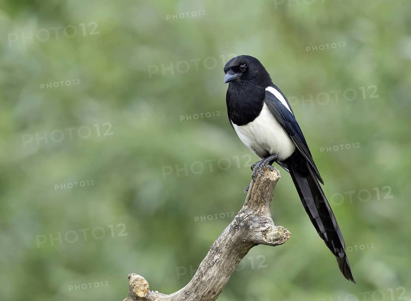 Eurasian Magpie (Pica pica), Lower Saxony, Germany