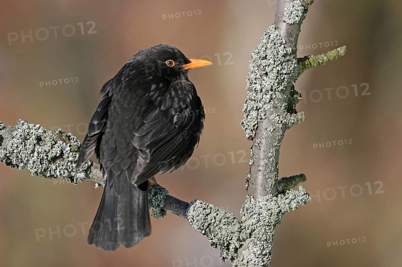 Blackbird (Turdus merula), one, individual, biotope, habitat, perch, garden, Neuhofen, Rhineland-Palatinate, Federal Republic of Germany