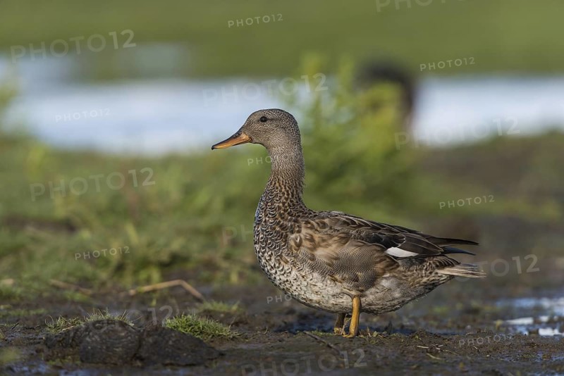 Gadwall (Mareca strepera) male, Schleswig-Holstein, Germany