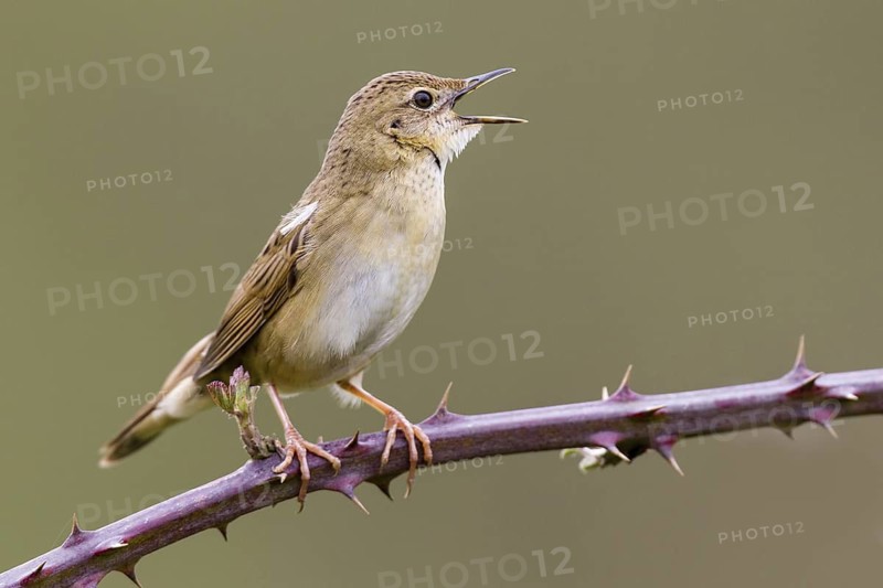 Common Grasshopper Warbler (Locustella naevia) singing, Asturias, Spain