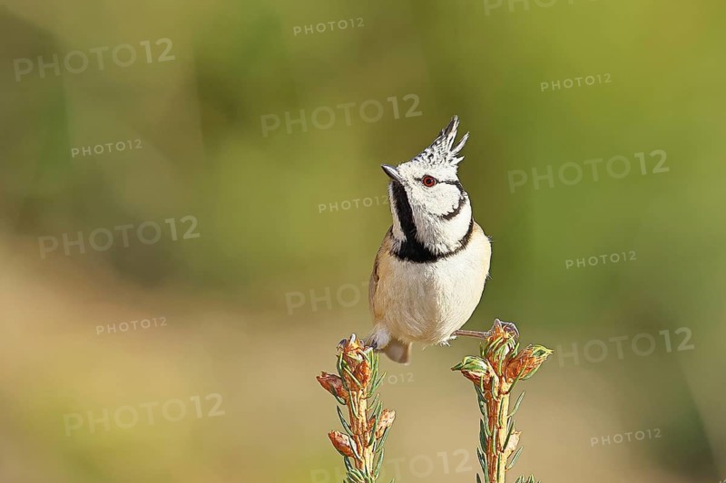 Crested Tit (Lophophanes scalloped ribbonfish), sitting on the top of a young spruce, European spruce (Picea abies), Wilnsdorf, North Rhine-Westphalia, Germany