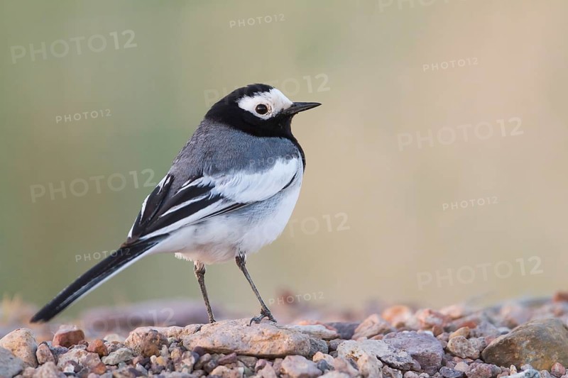 Masked Wagtail - Bachstelze - Motacilla alba ssp. personata, Kazakhstan