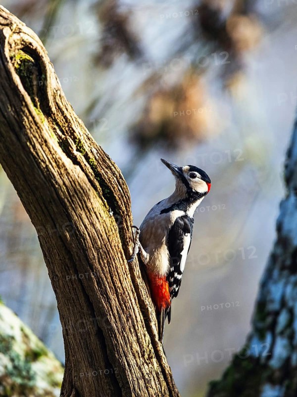 Great Spotted Woodpecker, Dendrocopos major, bird in forest at winter sun