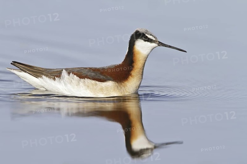 Wilson's Phalarope (Phalaropus tricolor), Alberta, Canada