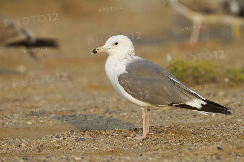 Baraba Gull (Larus fuscus barabensis), Oman