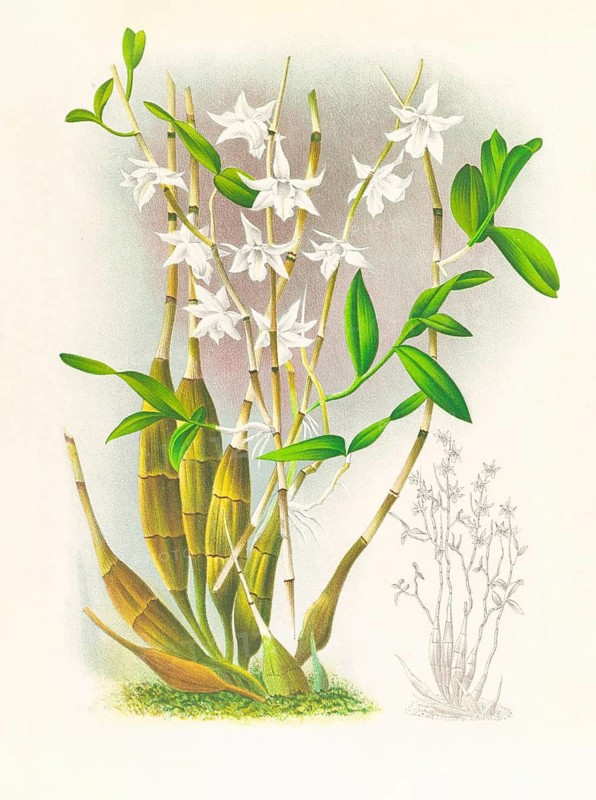 Orchid, Dendrobium crumenatum, authentic reproduction of an illustration by Jean Jules Linden (1817 - 1898), Luxembourgish-Belgian botanist, one of the fathers of orchid research, Historical