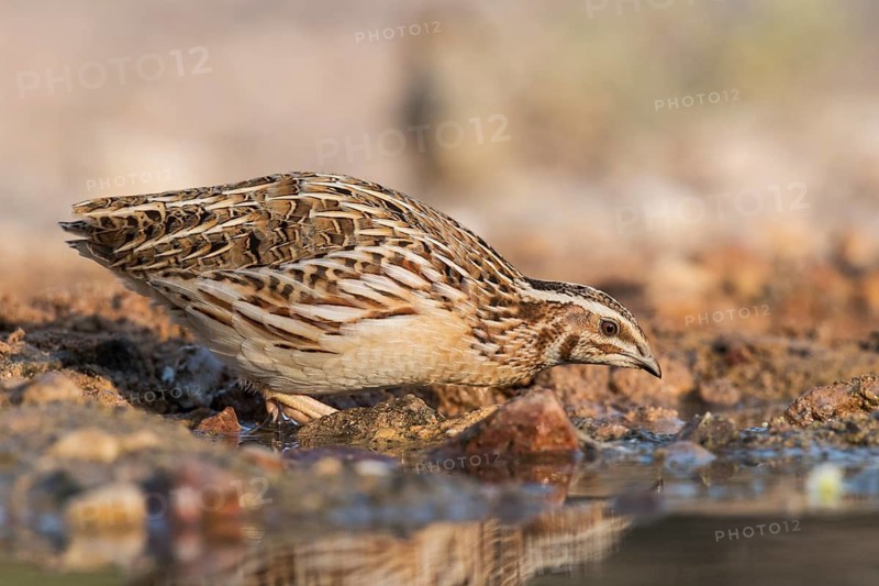 Common Quail (Coturnix coturnix) drinking at a waterhole, Eilat, Israel