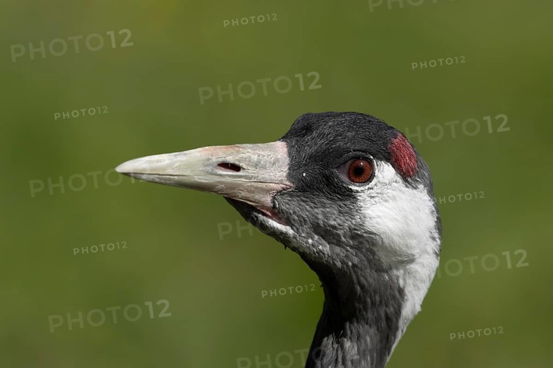 Eurasian or Common crane (Grus grus) adult bird head portrait, England, United Kingdom