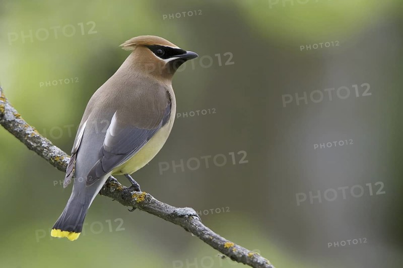 Cedar Waxwing (Bombycilla cedrorum), Manitoba, Canada