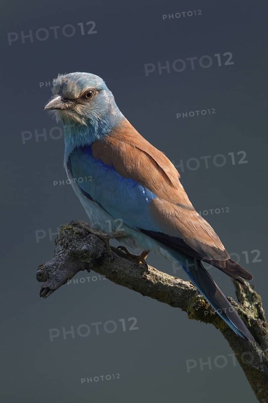 European Roller (Coracias garrulus), Bulgaria