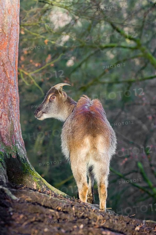 A female Himalayan Tahr (Hemitragus jemlahicus) stands on a forest edge. In the background is a dense forest