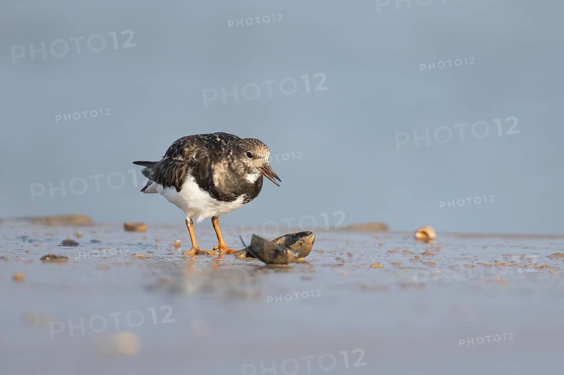 Ruddy turnstone (Arenaria interpres) adult wading bird feeding on a mussel shell on a harbour jetty, Norfolk, England, United Kingdom