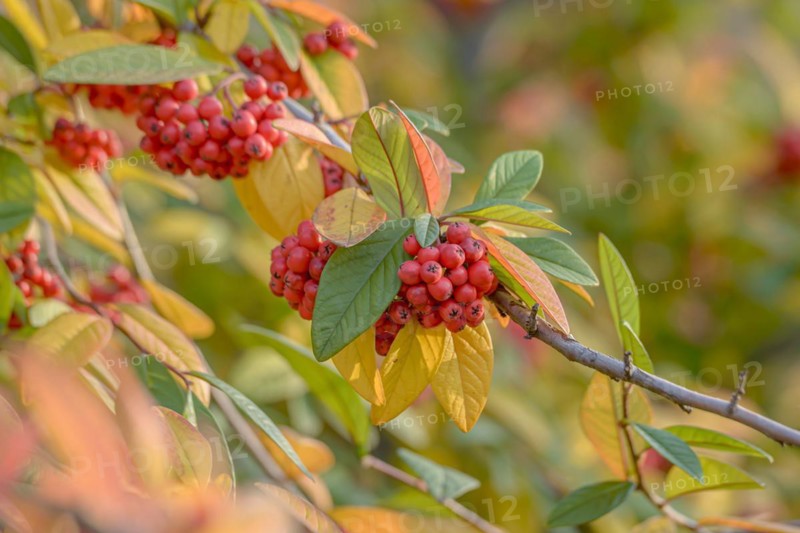 Willow-leaved cotoneaster (Cotoneaster salicifolius 'Pendulus'), Anchers Havecenter, Dresden, Saxony, Germany