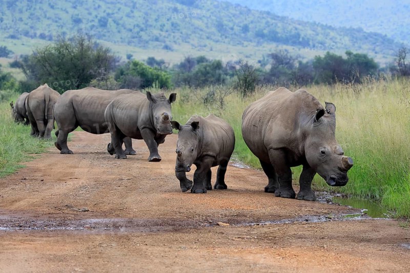 White rhino (Ceratotherium simum), white rhino, adult, group, on track, foraging, dehorned, horn removed, Pilanesberg National Park, North West Province, South Africa, Africa, Germany