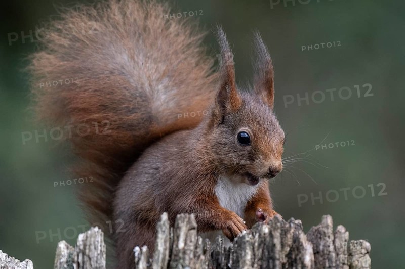 Squirrel (Sciurus vulgaris), Emsland, Lower Saxony, Germany