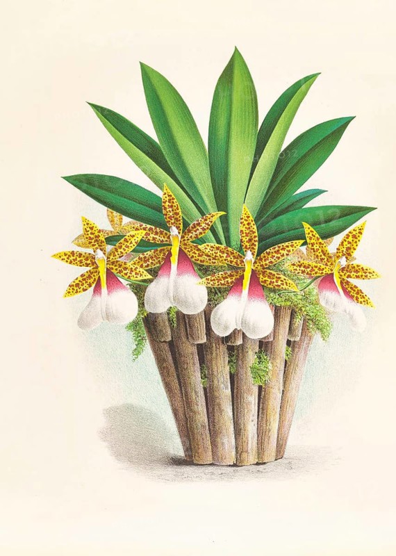 Orchid, Trichocentrum Tigrinum, authentic reproduction of an illustration by Jean Jules Linden (1817 - 1898), Luxembourgish-Belgian botanist, one of the fathers of orchid research, Historical