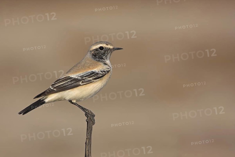 Desert Wheatear (Oenanthe deserti), Morocco