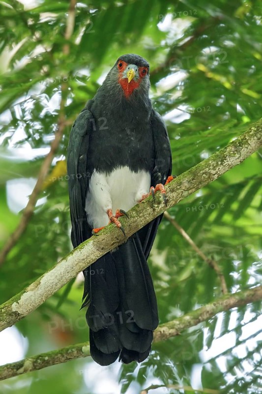Red-throated Caracara (Ibycter americanus) perched on a branch in the rainforest of Guyana