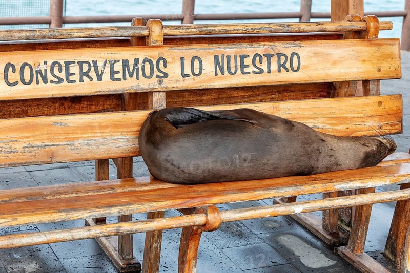 Sea lions (Zalophus wollebaeki), San Cristobal, Galapagos, Ecuador