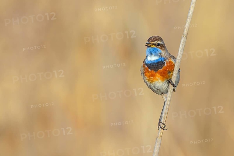 White-throated bluethroat (Luscinia svecica), Luscinia svecicus, Hockenheim, Baden-Württemberg, Germany