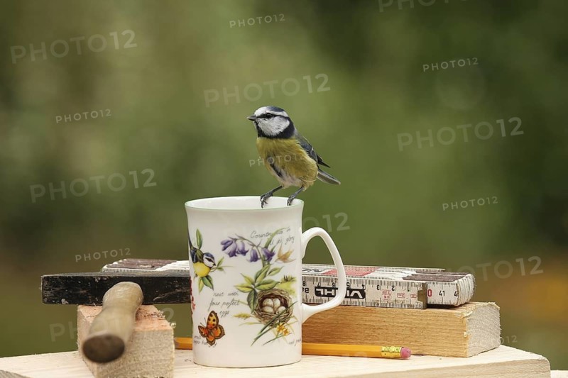 Eurasian Blue Tit (Cyanistes caeruleus), Lower Saxony, Germany
