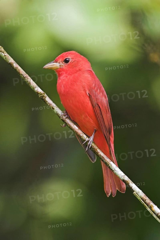 Summer Tanager (Piranga rubra) male, Costa Rica