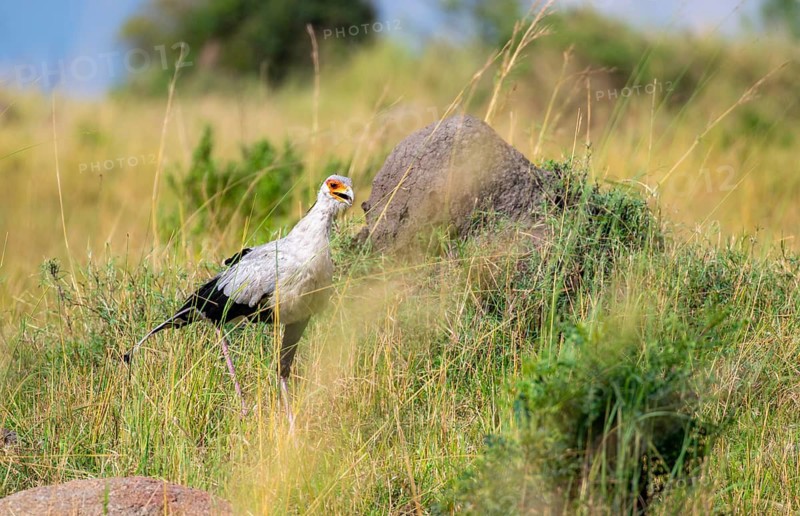 Secretary bird (Sagittarius serpentarius), in tall grass, Serengeti National Park, Tanzania