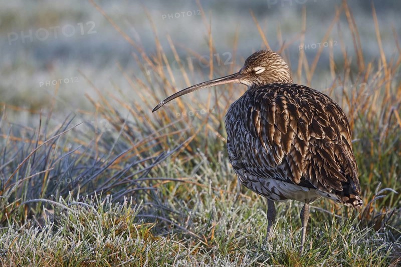 Eurasian Curlew (Numenius arquata) female, North Rhine-Westphalia, Germany