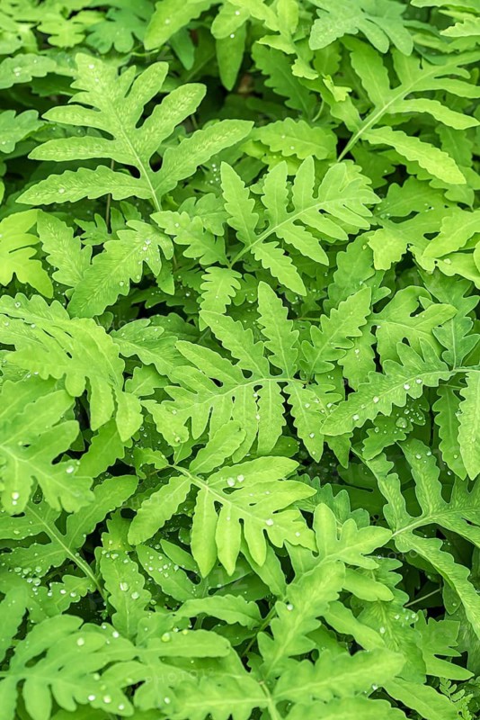 Pearl fern (Onoclea sensibilis),  Germany