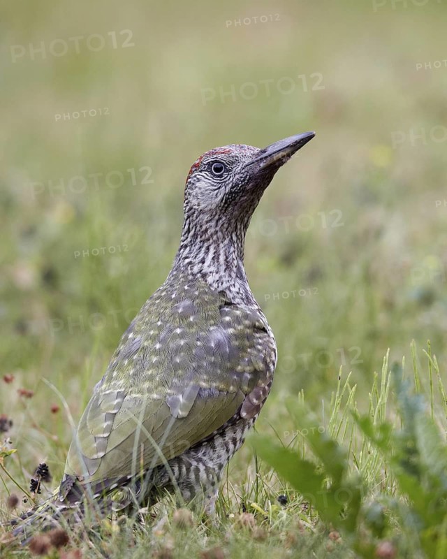 European Green Woodpecker (Picus viridis) juvenile female foraging, Mecklenburg-Western, Pomerania, Germany