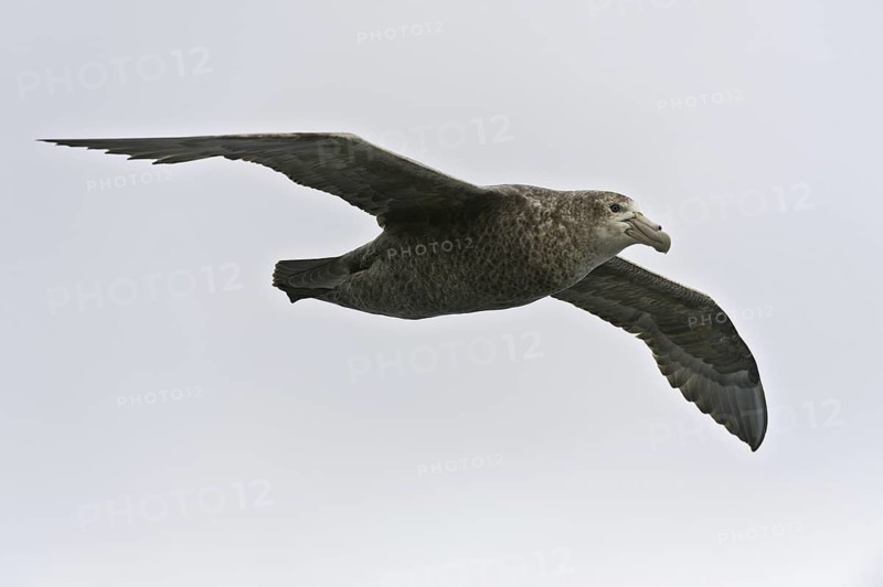 Southern Giant Petrel (Macronectes giganteus), Antarctica
