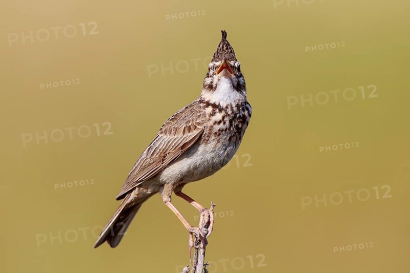 Crested Lark (Galerida cristata) singing, Lesvos, Greece