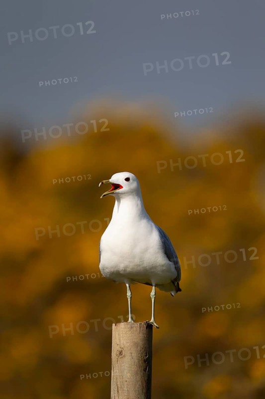 Common gull (Larus canus) adult seagull bird calling from a fence post in spring, Suffolk, England, United Kingdom