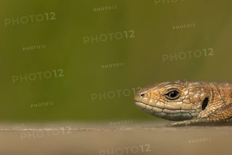Common lizard (Zootoca vivipara) adult reptile on a wooden sleeper in summer, England, United Kingdom