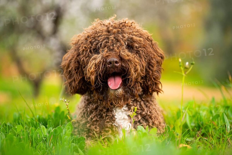 A curly-haired Andalusian water dog sits joyfully among lush greenery in a rural setting, displaying its distinctive brown coat and happy demeanor