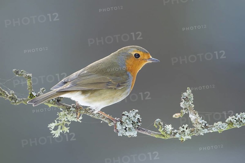 European Robin (Erithacus rubecula), Rhineland-Palatinate, Germany