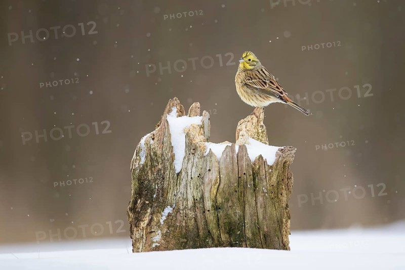 Yellowhammer (Emberiza citrinella) male perched on an old tree stump, Poland