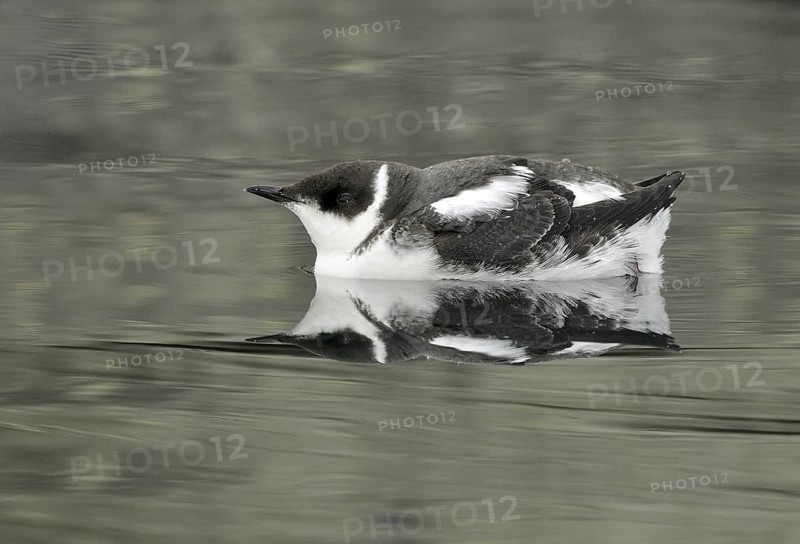 Marbled Murrelet (Brachyramphus marmoratus), British Columbia, Canada