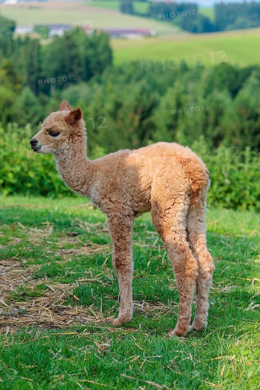 A newly born white alpaca (Vicugna pacos) stands in a green meadow on a sunny day. A green forest can be seen in the background