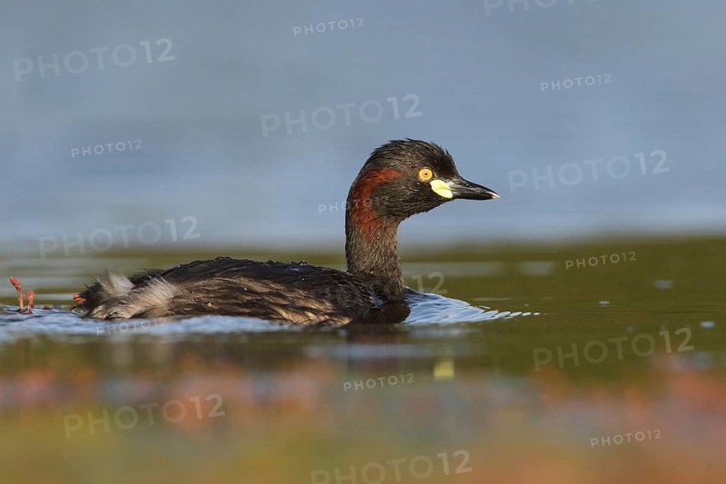 Australasian Grebe (Tachybaptus novaehollandiae), Victoria, Australia