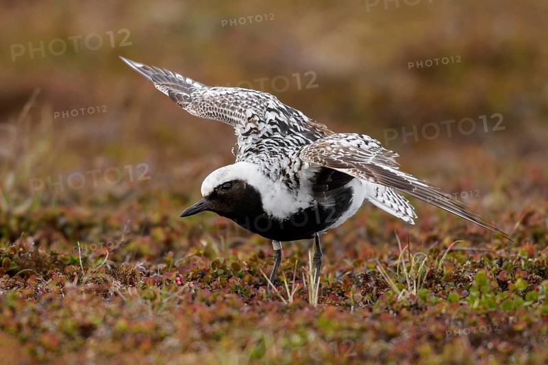 Black-bellied Plover (Pluvialis squatarola) perched on the tundra in Nome, Alaska