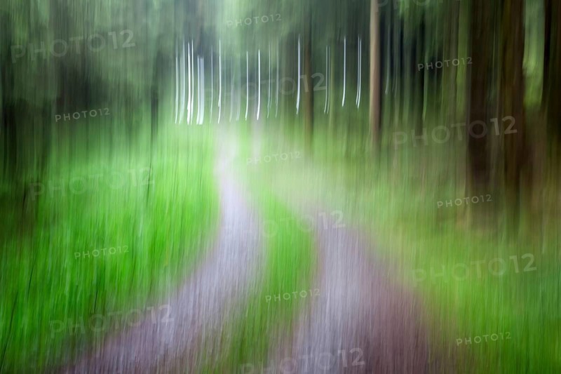 Atmospheric forest path, abstract structures, wiping effect, bulb exposure