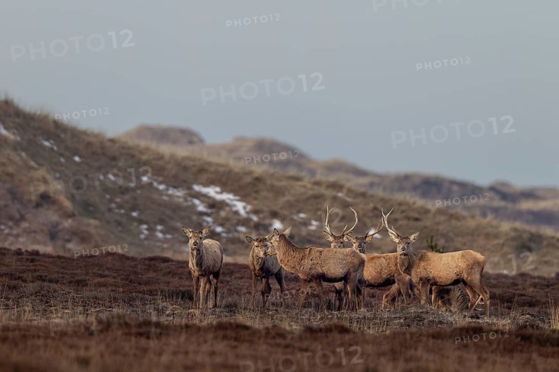 In this photo, all phases of antler shedding can be clearly seen, some of the red deer (Cervus elaphus) are still wearing both antlers, some have already lost one and others are completely missing the headdress, shedding time, antler shedding, dune landscape, April, Denmark