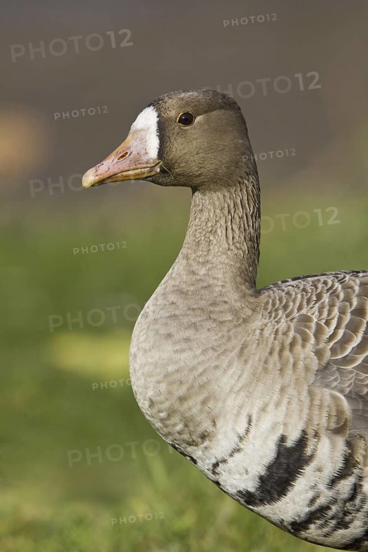 Greater White-fronted Goose (Anser albifrons), British Columbia, Canada