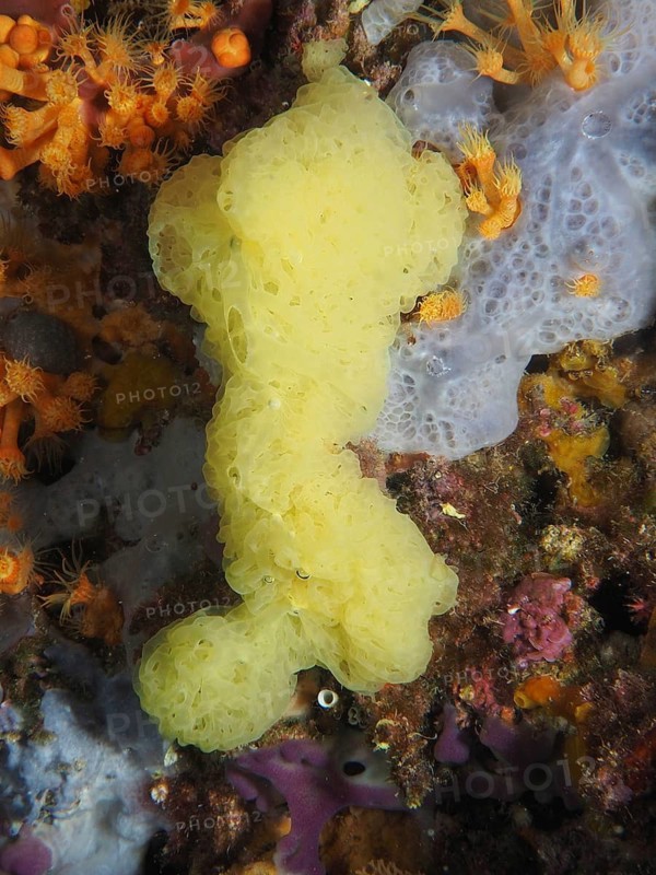A yellow sea sponge, yellow lattice calcareous sponge (Clathrina clathrus), nestles on the seabed in a diverse underwater landscape, dive site Giens Peninsula, Mediterranean Sea, Porquerolles, Provence, Côte d'Azur, France
