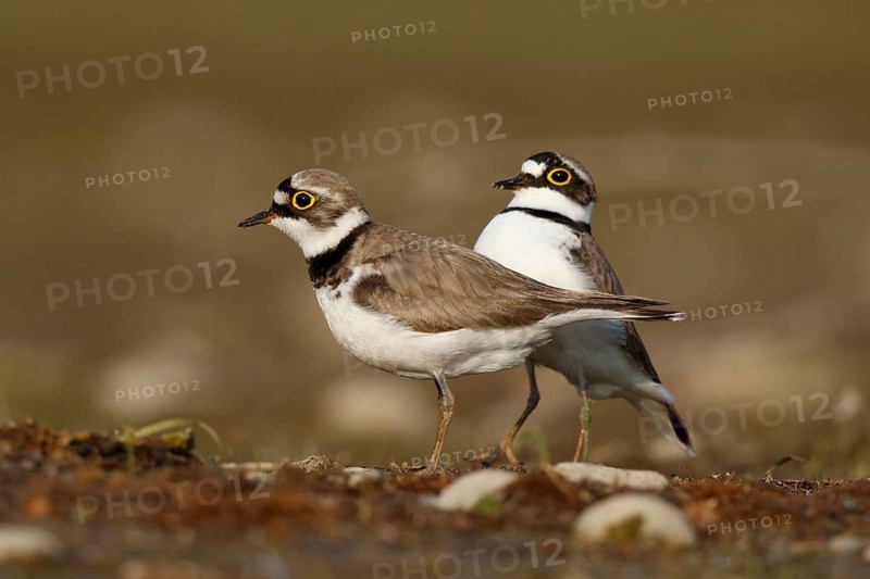 Little Ringed Plover (Charadrius dubius) pair displaying, North Rhine-Westphalia, Germany