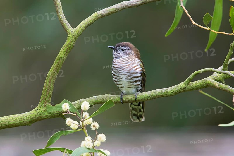 Shining Bronze Cuckoo (Chrysococcyx lucidus), Victoria, Australia