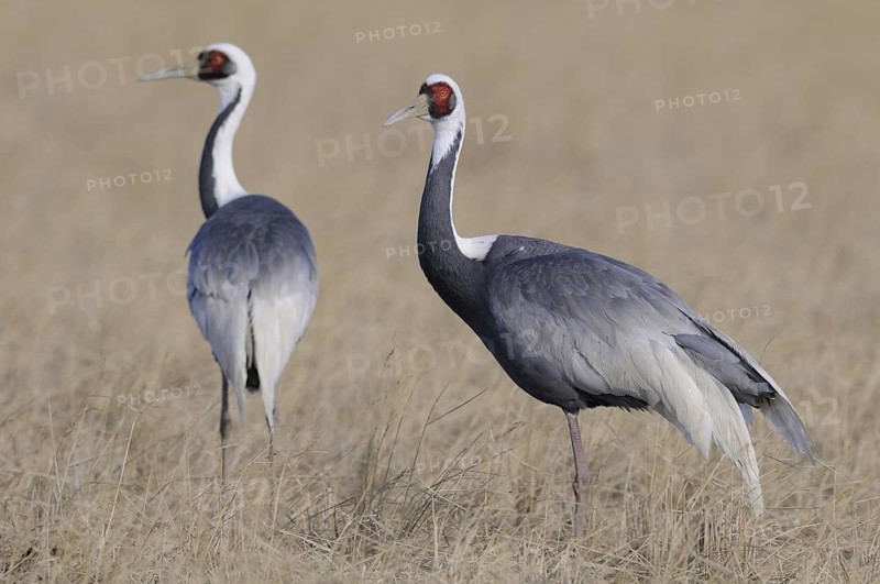 White-naped Crane (Antigone vipio), Arasaki, Japan