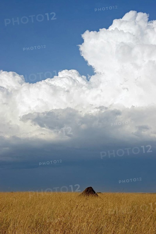 Termite mound and towering (cumulus) clouds over the savanna, Masai Mara National Reserve, Kenya, East Africa