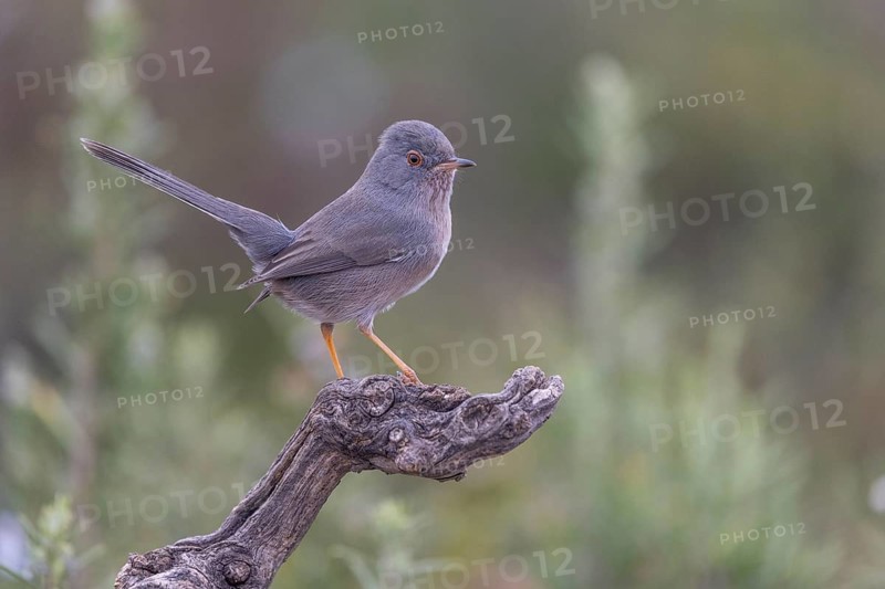 Provence warbler (Sylvia undata), male, province of Valencia, Spain